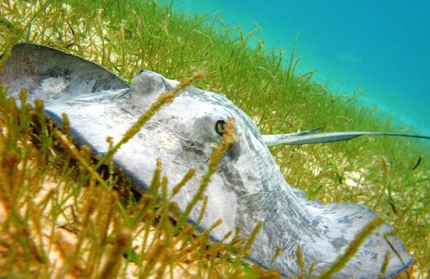 Cenote and Akumal Snorkel