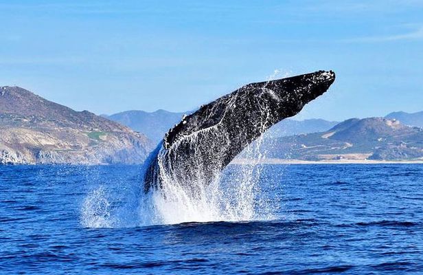 Whale Watching Tour -Incl FREE photos & Whale Sightings Guarantee