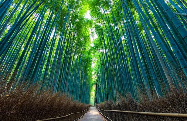 Kyoto Arashiyama Bamboo forest & Garden Half-Day Walking Tour