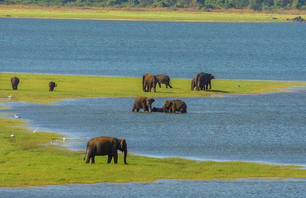 Minneriya National Park Safari from Habarana