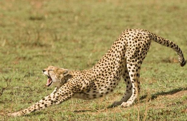 4 Days Tanzania Safari- Lake Manyara NP, Serengeti Np and Ngorongoro Crater