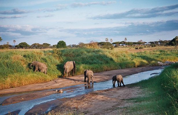 5 Days Tanzania Safari- Tarangire Np, Serengeti Np and Ngorongoro Crater