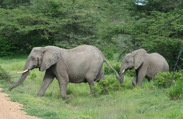 5 Days Safari to Selous & Mikumi