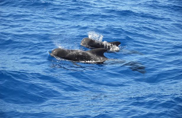 Tenerife: Whale and dolphin watching