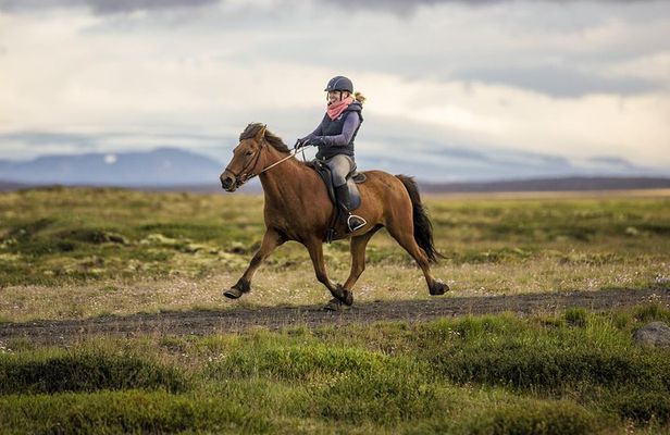 Exclusive Riding Program for Advanced Horse Riders - Give Me 5! - 2 to 3 hours