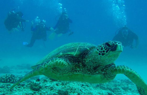 1 Tank Shore Dive at Sea Turtle Cove