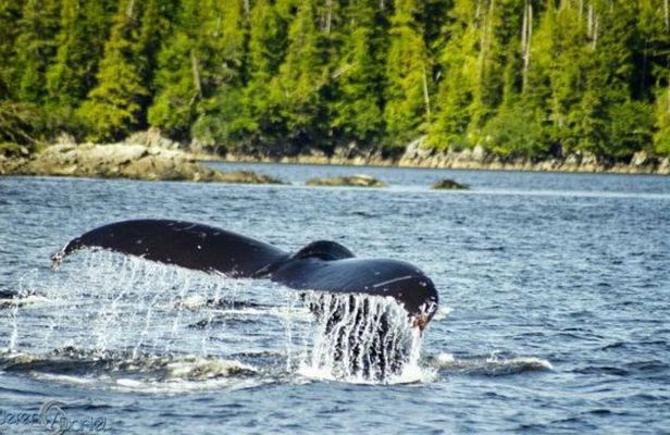 Saltwater Expedition Sightseeing & Wildlife - 6 Passenger Boat