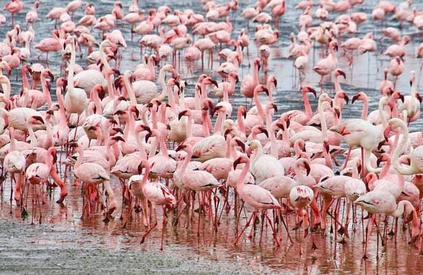 7 Days Kenya Tour Budget Safari