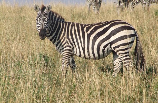 2 Days Tsavo East and West