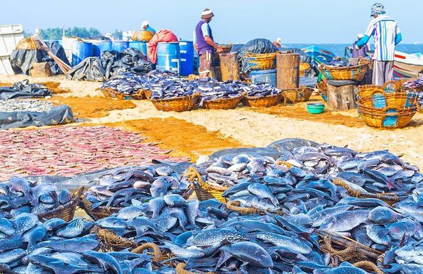 Fishing Village & Mangrove Tour Experince at Negombo (Starting from Colombo)