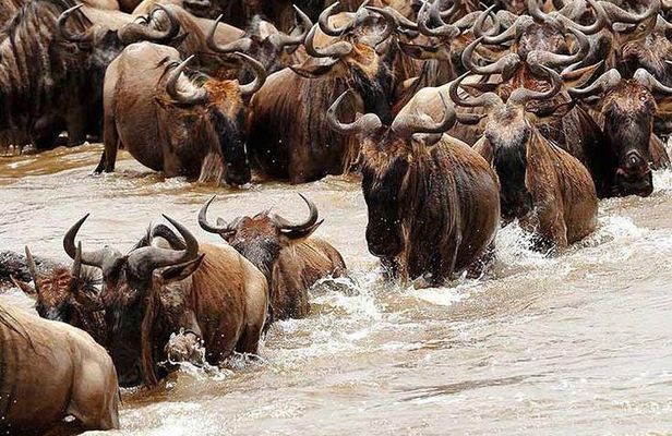 5 Day Private Camping Serengeti,Ngorongoro, lake Manyara,Tarangire National Park