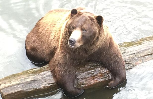 Simply Amazing Sitka Tour: Fortress of the Bear, Alaska Raptor, & Totems