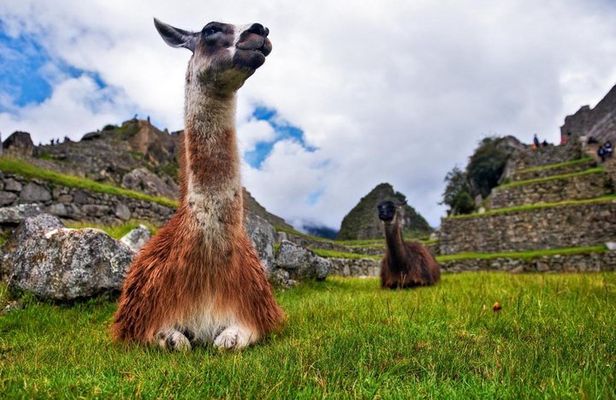 Machu By Train (Day Trip)