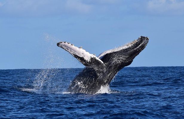 Cabo Private Whale Watching Tour - Incl FREE photos & Whale Sightings Guarantee