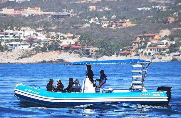 Zodiac Whale Watching Adventure - Incl FREE photos & Whale Sightings Guarantee