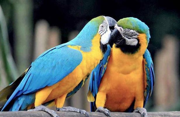 Tambopata Chuncho Macaw Clay Lick 3 Days