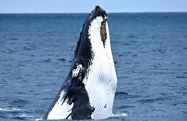 Educational Whale Watching Tour from Perth