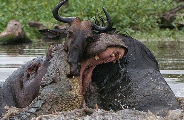 3 Day Private Safari in Serengeti and Ngorongoro National Park