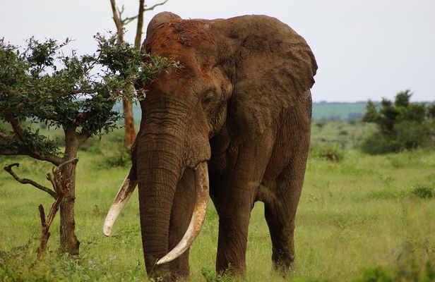 Kruger Park 1-day Safari from Maputo (Open-backed Safari Vehicle)