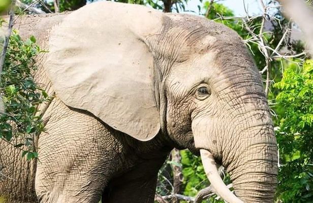 4 Days Skyway Safari to Mole National Park