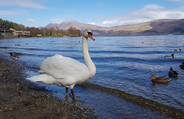 Glorious Scotland Scenic Tour From Glasgow Area