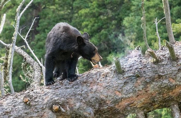 Yellowstone Wolf Watching and Wildlife Safari