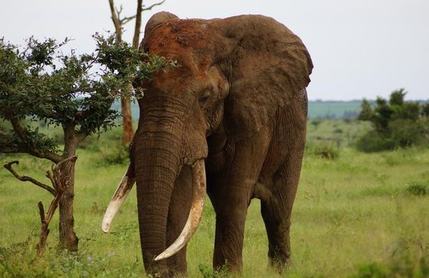 Kruger Park 2-day Safari from Maputo (Open-backed Safari Vehicle)