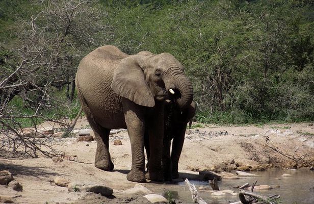 A Full Day Safari Tour to the Hluhluwe Imfolozi Big 5 Game Reserve