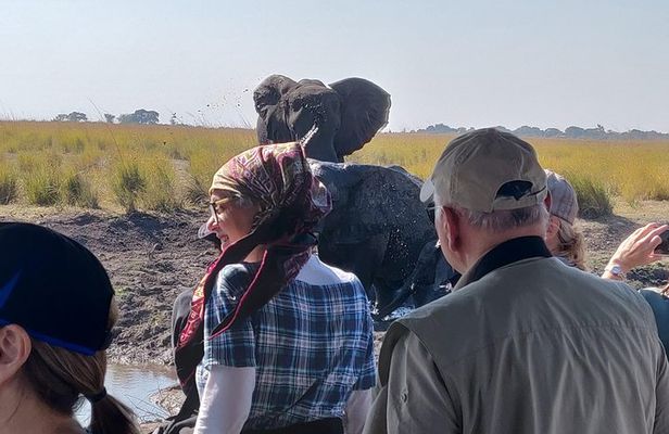 Chobe Day Trip From Livingstone