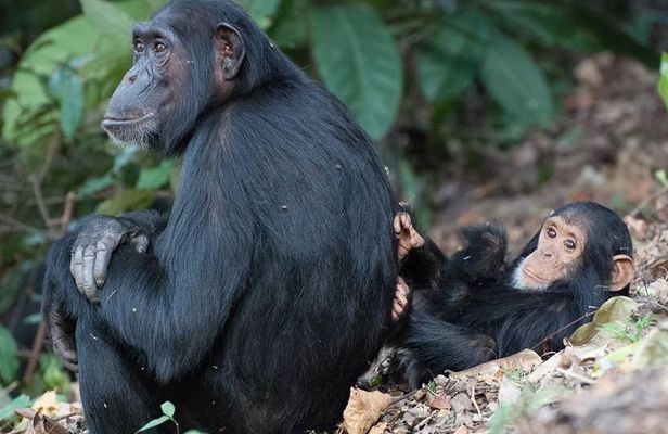 3 Days Chimpanzee Tracking-Gombe National Park