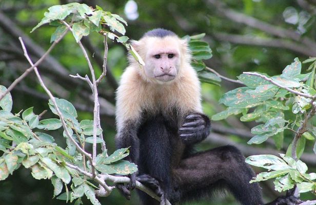  Wildlife Tour at Palo Verde National Park