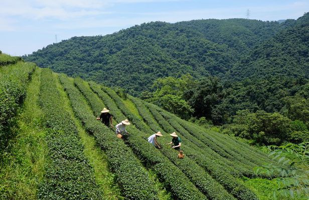 Yilan Rural Tea Picking Experience from Taipei City