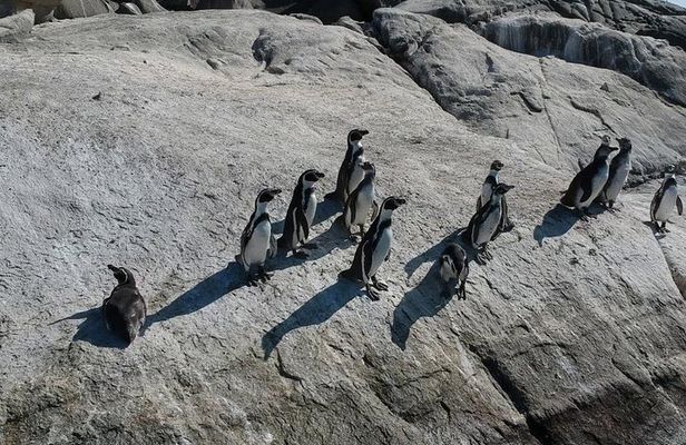 Penguins Watching Navigation Cachagua Island&Lunch From VALPARAIS