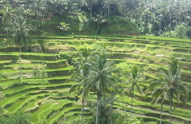 Ubud Tegalalang Rice Teracce & Tanah Lot Tour