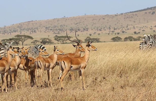 4 Day Mid-range Private Roundtrip Flying from Zanzibar