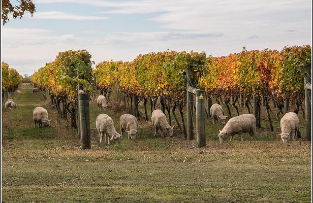 Small group - Napier, Wine, Beer & Cider Tour - 5.0 - 5.5 hours 