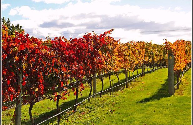 Small group - Napier, Wine and Beer Tour - 5.0 - 5.5 hours