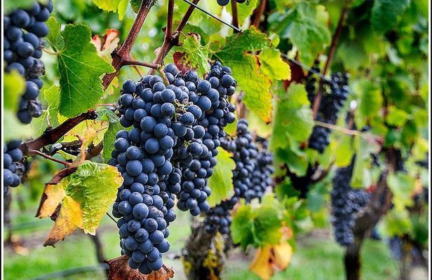Premium Half-Day Hawke's Bay Winery Tour