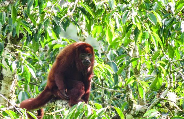 Howler Monkeys & Birds Hiking Gallery Forest
