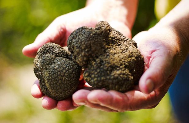 TOP TRUFFLES & WINE - Hunting & Tasting in Istria, Slovenia