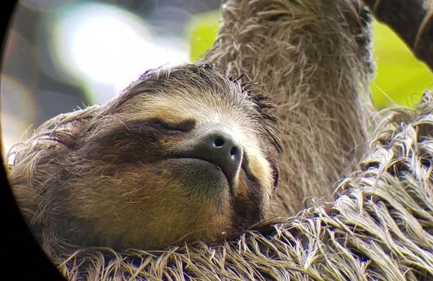 San Jose Walking Nature Tour: Sloths, Birds and Trees