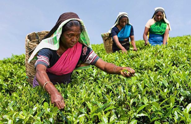 Tea Plucking and Tea Factory Visit from Nuwara Eliya.