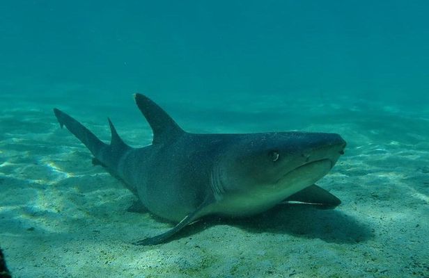 Day tour to Pinzón Island and La Fé/Palmitas Bay with snorkeling and fishing