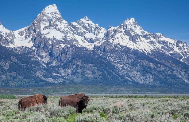 Grand Teton Wildlife Safari Tour