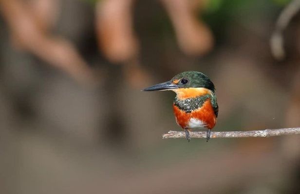 Birding at El Rey. (Marshes,rice fields,canals) Private Birding Tour