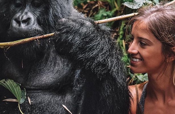 From Kigali: 10 Hour Day-trip Rwanda Gorilla Trekking with Lunch