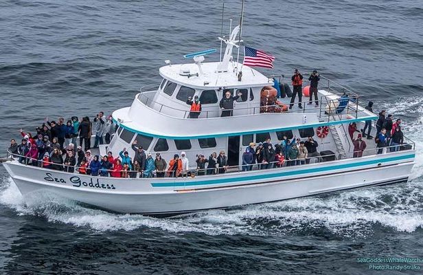 Great White Shark Tour on Monterey Bay 3-4 Hours