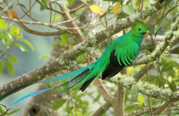 Los Quetzales National Park and Coope-Dota Coffee Experience
