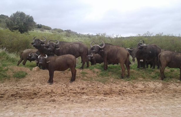 Full Day Addo Elephant National Park Safari wit BBQ:Thentic Tours