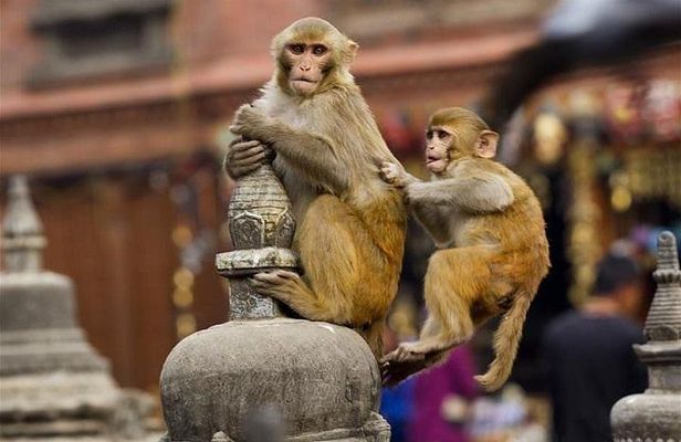 Private Day Trip to Abhaneri Stepwell & Monkey Temple from Jaipur